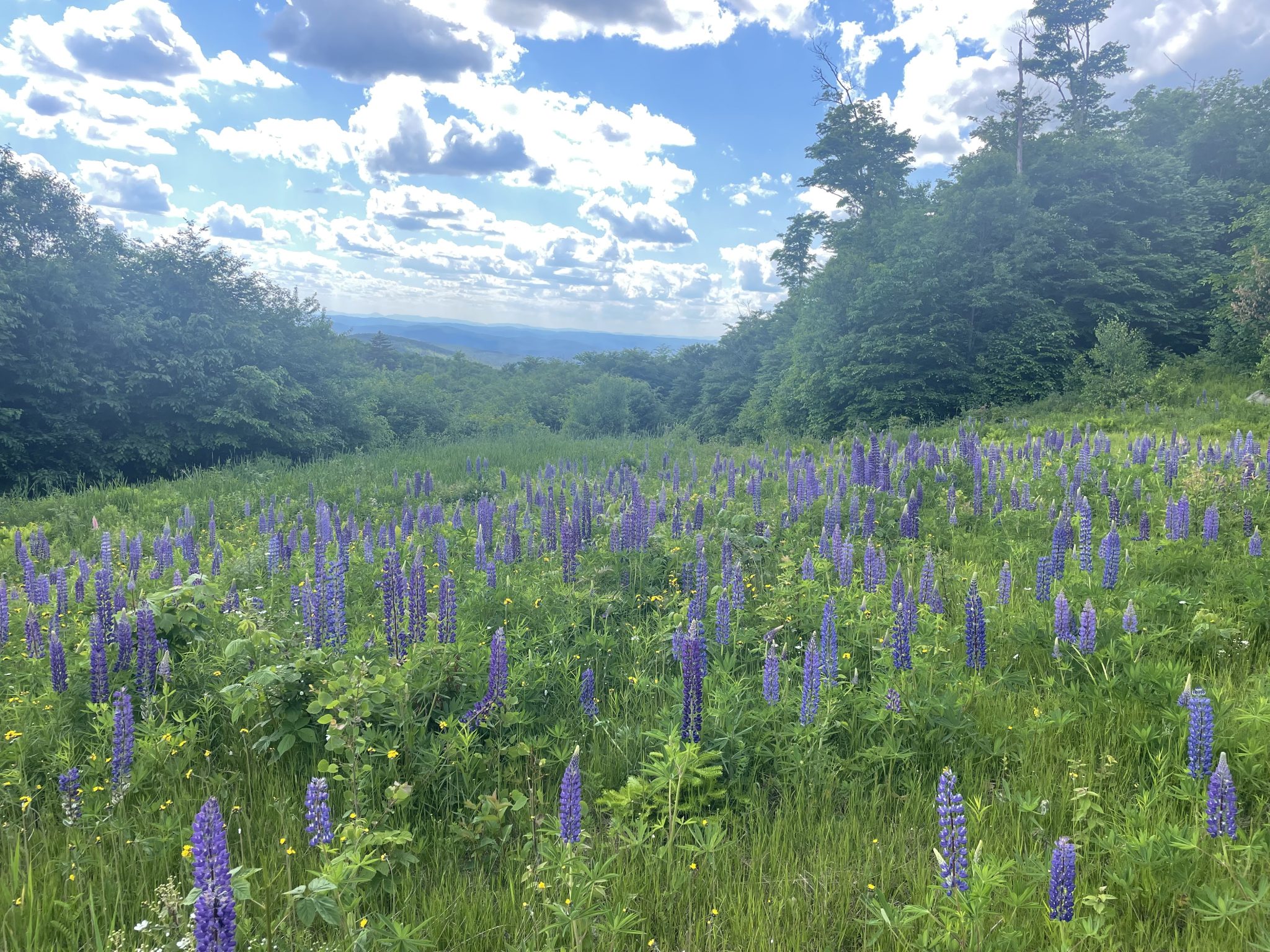 New Hampshire Current Use Law Celebrates 50 Years Northeastern