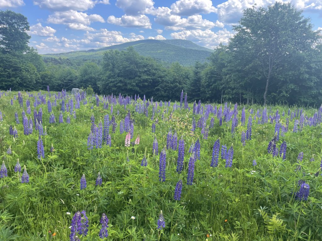 Log landing cleaned up and seeded down with conservation mix and lupines.