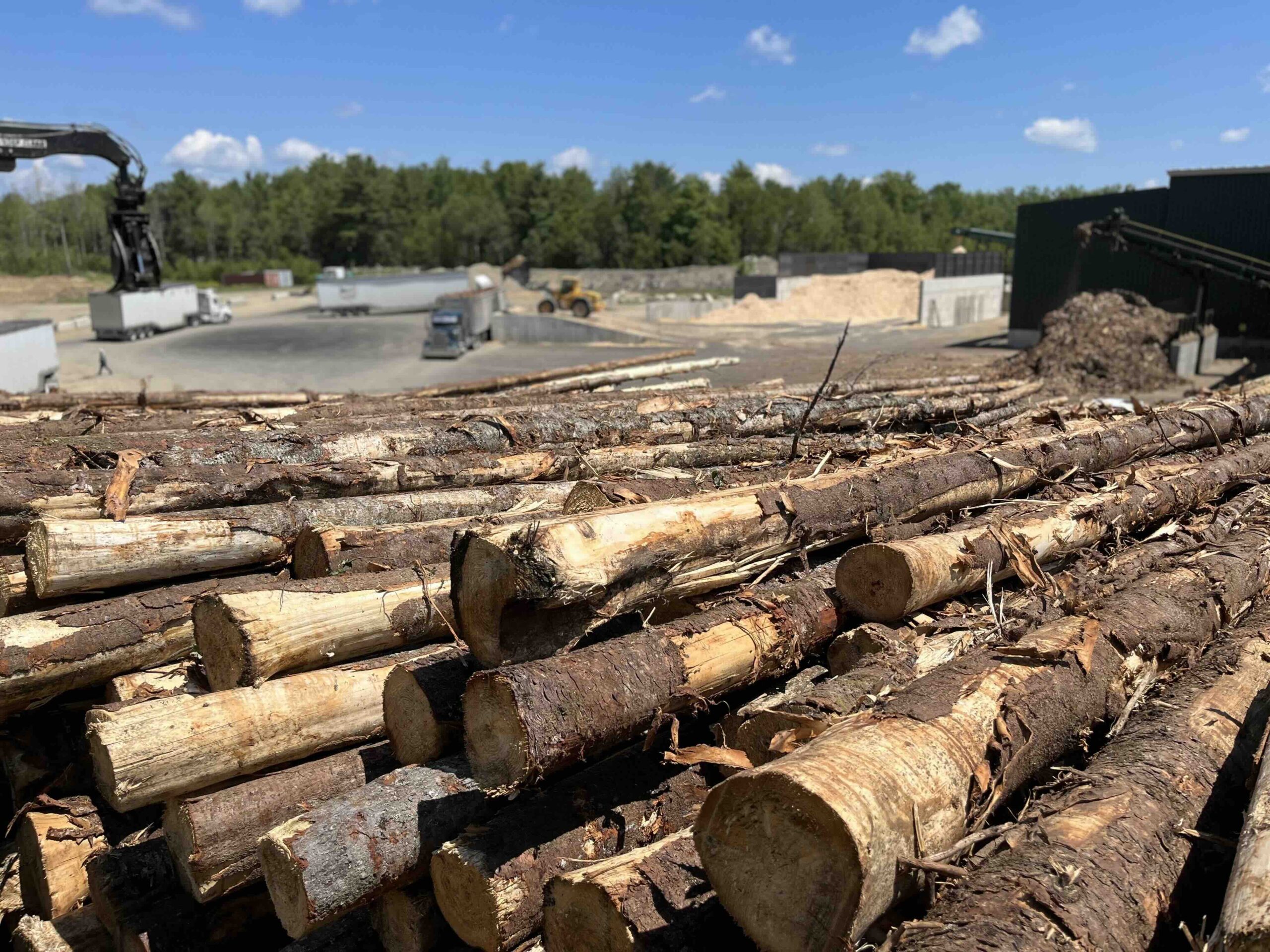 Forest Industry Trends and Forecasts 2024 Northeastern Loggers