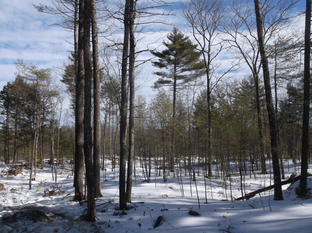 Low-density multiple-aged management in oak-pine-hemlock forest. This will have a high growth rate overall, and on larger crop trees. Also, a very low mortality rate, modest levels of carbon storage, and a high percent of durable wood products available from the next harvest.