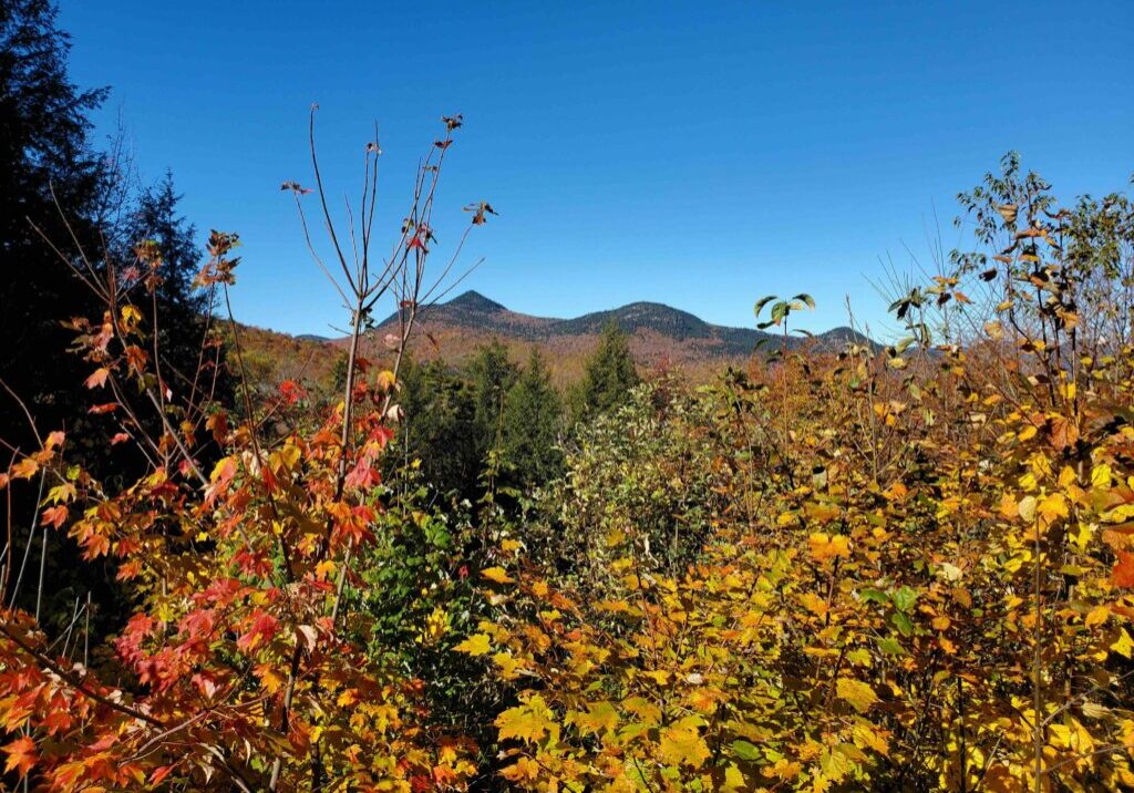 View of the White Mountains from the Bartlett Experimental Forest. Photo Credit: Colleen Ryan
