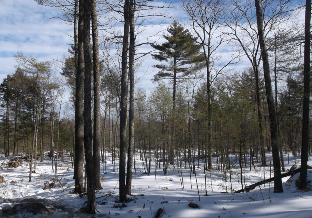Low-density multiple-aged management in oak-pine-hemlock forest. This will have a high growth rate overall, and on larger crop trees. Also, a very low mortality rate, modest levels of carbon storage, and a high percent of durable wood products available from the next harvest.