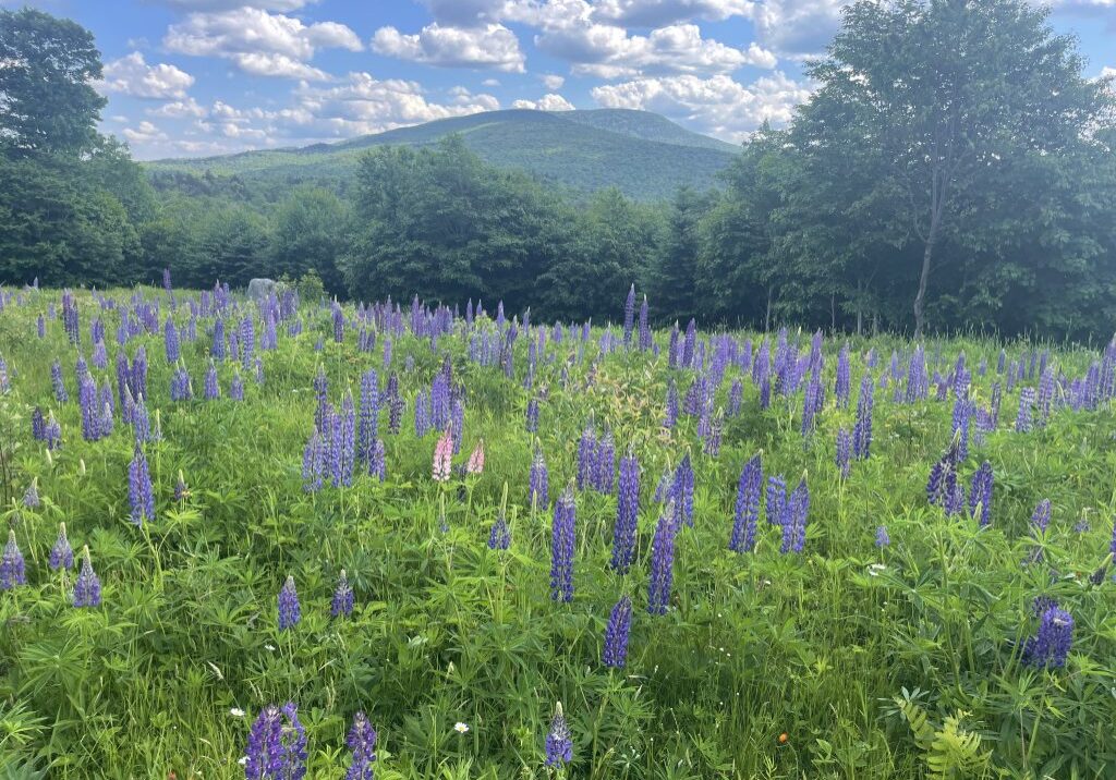 Log landing cleaned up and seeded down with conservation mix and lupines.